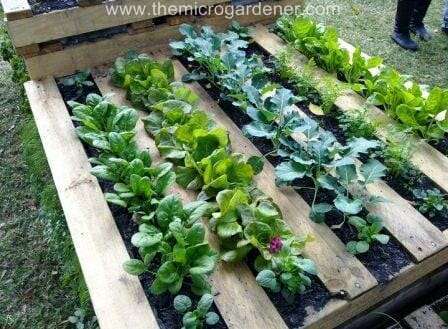 Microgardens