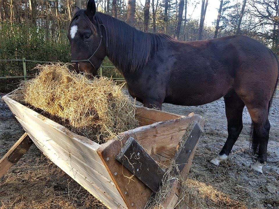 Livestock Feeders