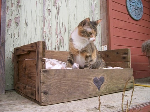 kitty bed made from pallets